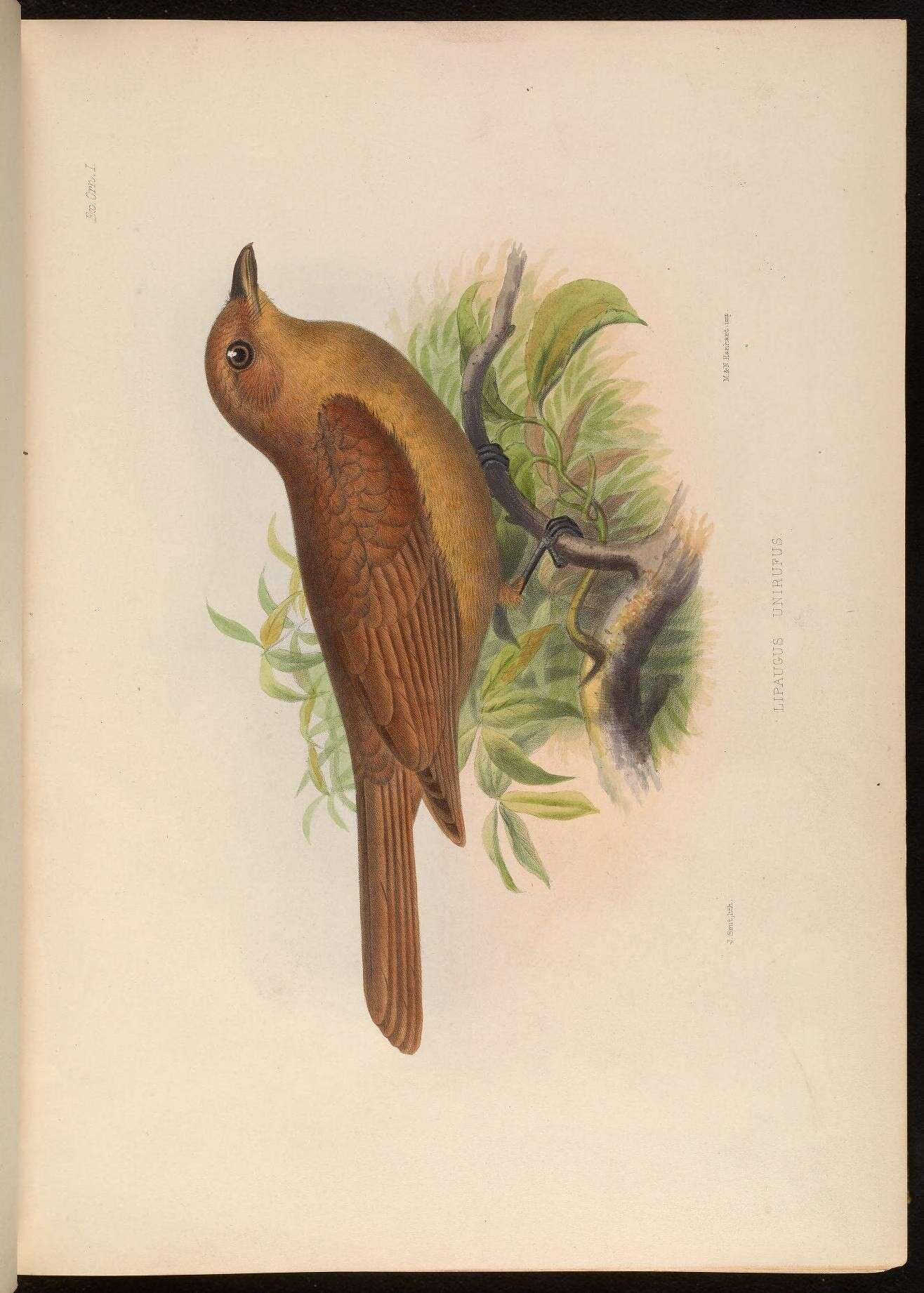 Image of Rufous Piha