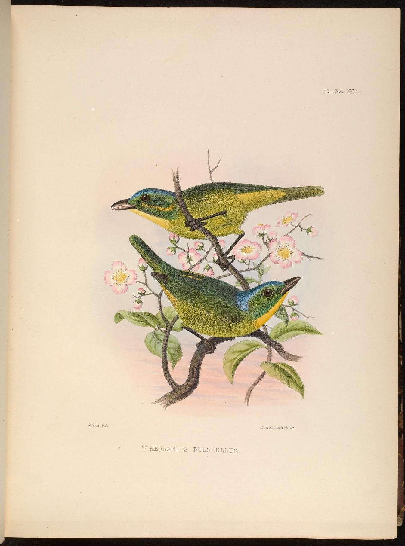 Image of Green Shrike-Vireo