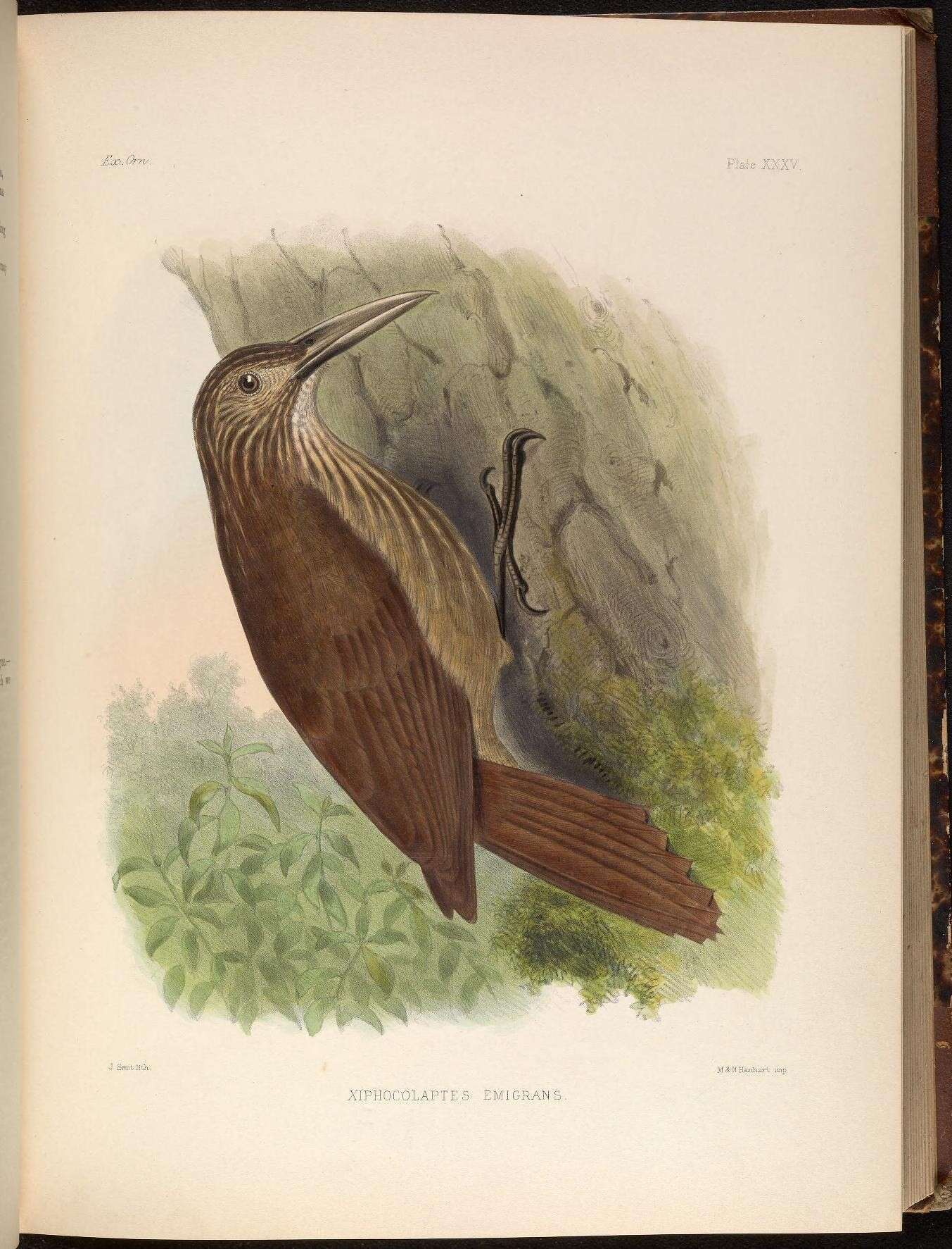 Image of Xiphocolaptes promeropirhynchus emigrans Sclater, PL & Salvin 1859