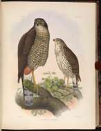 Imagem de Accipiter chilensis Philippi & Landbeck 1864