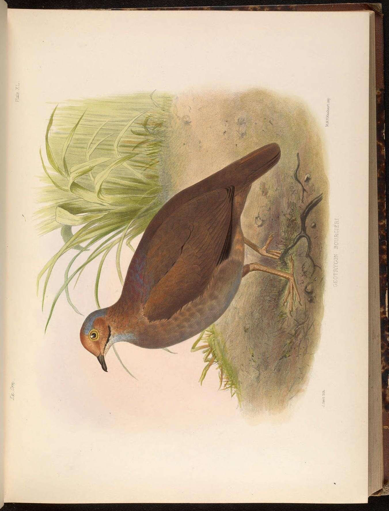 Image of <i>Geotrygon frenata bourcieri</i> Bonaparte 1855