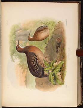 Image of Eastern Thicket Tinamou