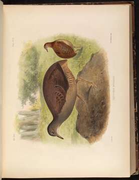 Plancia ëd Crypturellus boucardi (Sclater & PL 1860)