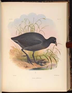 Image of Andean Coot
