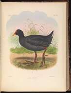 Imagem de Fulica armillata Vieillot 1817