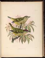 Image de Oxyruncus cristatus frater (Sclater, PL & Salvin 1868)