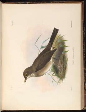 Image of Spectacled Thrush