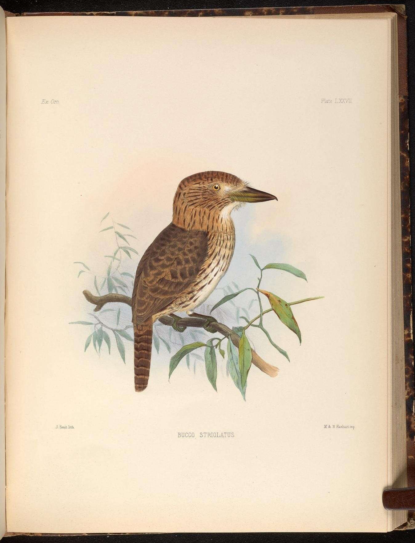 Image of Crescent-chested Puffbird