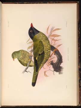 Image of Barred Fruiteater