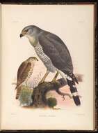 Image of Grey-lined Hawk