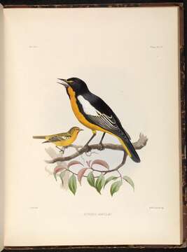 Image of Black-backed Oriole