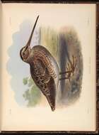 Imagem de Gallinago nobilis Sclater & PL 1856