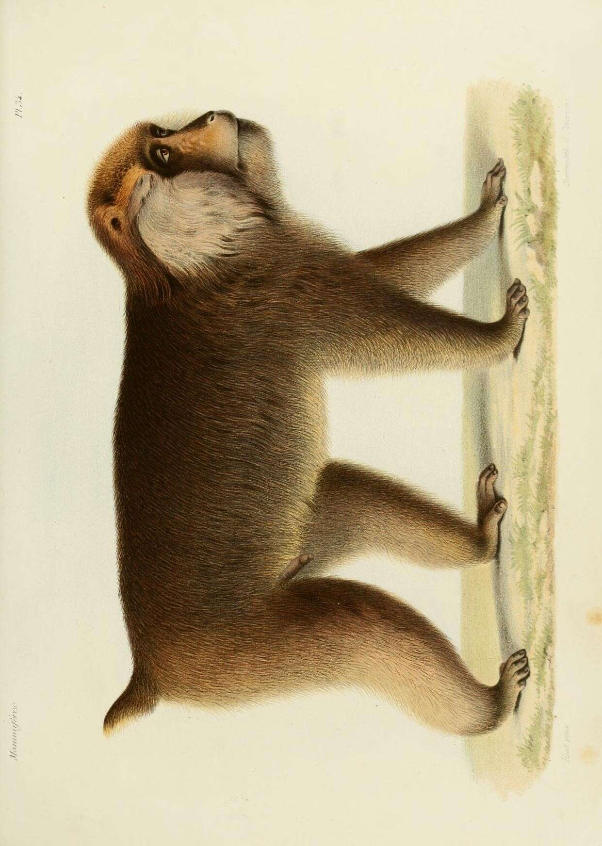 Слика од Macaca thibetana (A. Milne-Edwards 1870)