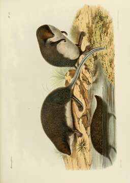 Image of Nectogale Milne-Edwards 1870