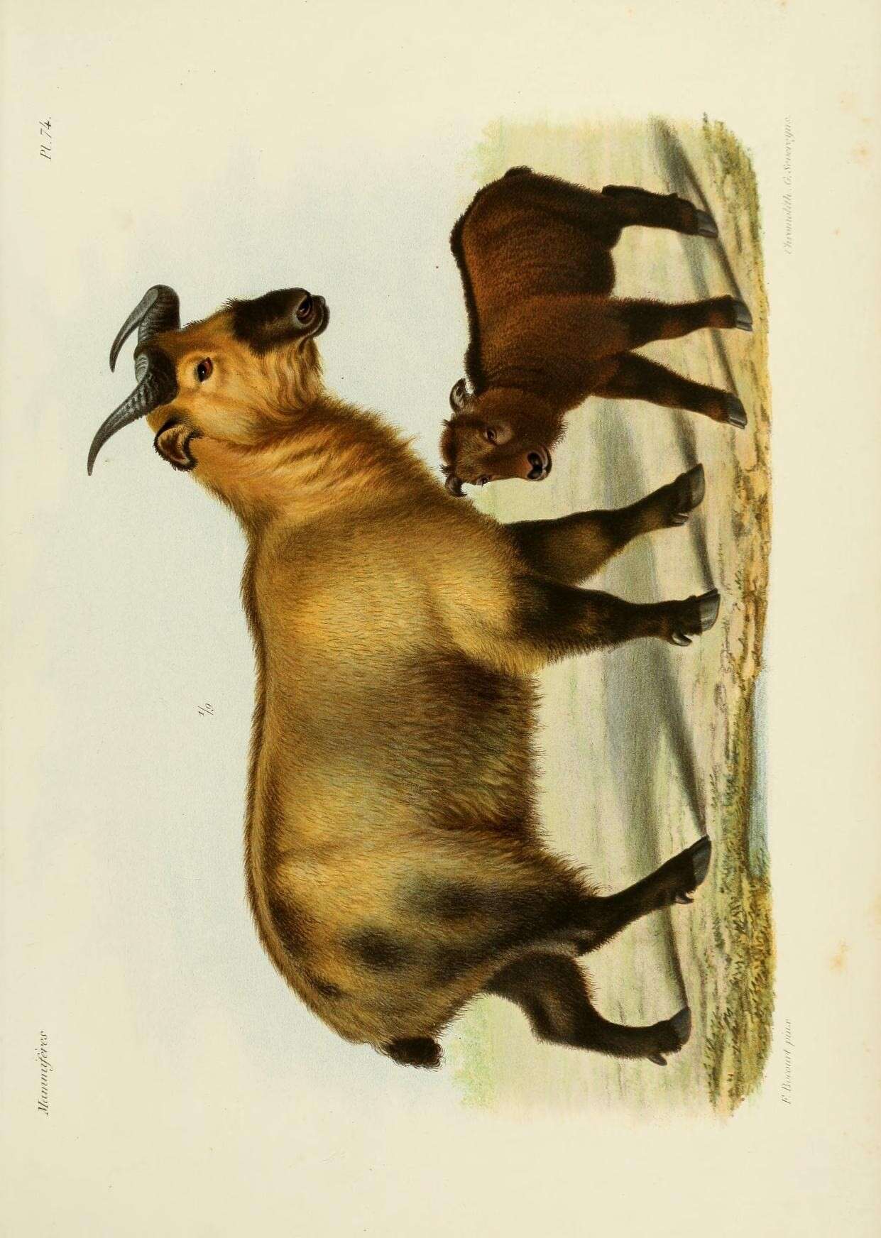 Plancia ëd Budorcas taxicolor tibetana Milne-Edwards 1874