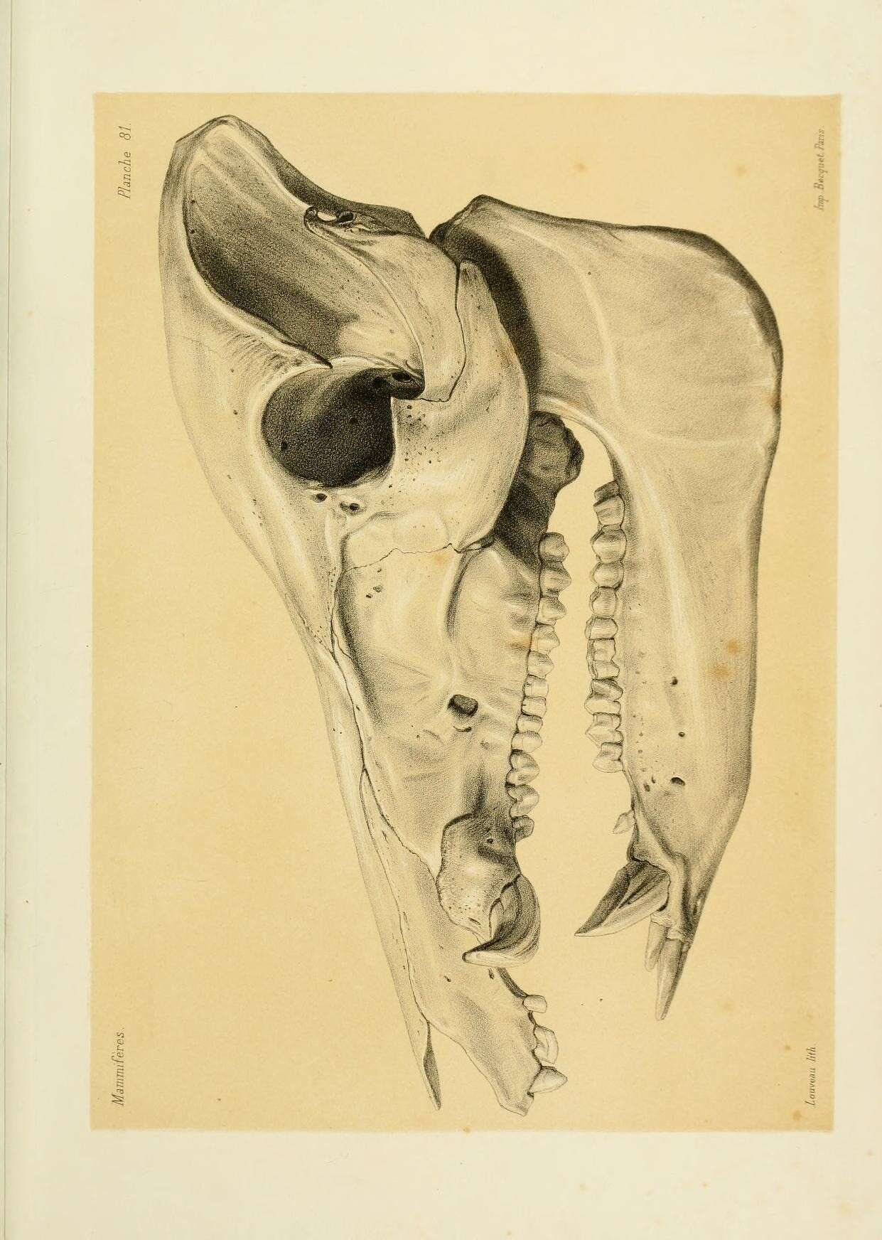 Image of Sus scrofa moupinensis Milne-Edwards 1871