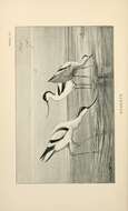 Image of avocet, pied avocet