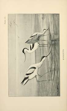 Image of avocet, pied avocet