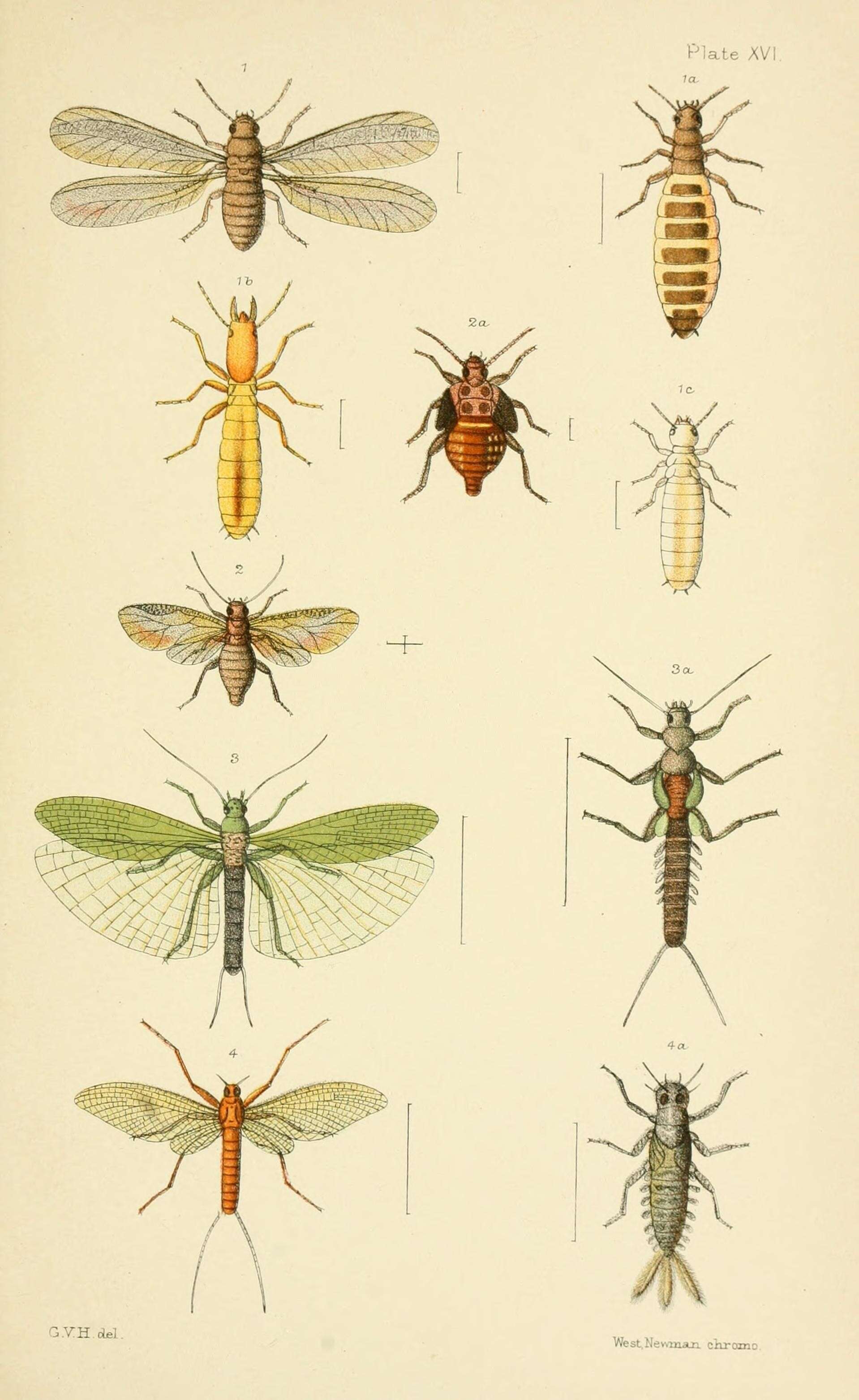 Image of Stolotermes ruficeps Brauer 1865