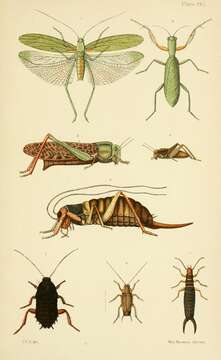 Image of Conocephalus (Anisoptera) semivittatus subsp. semivittatus (Walker & F. 1869)