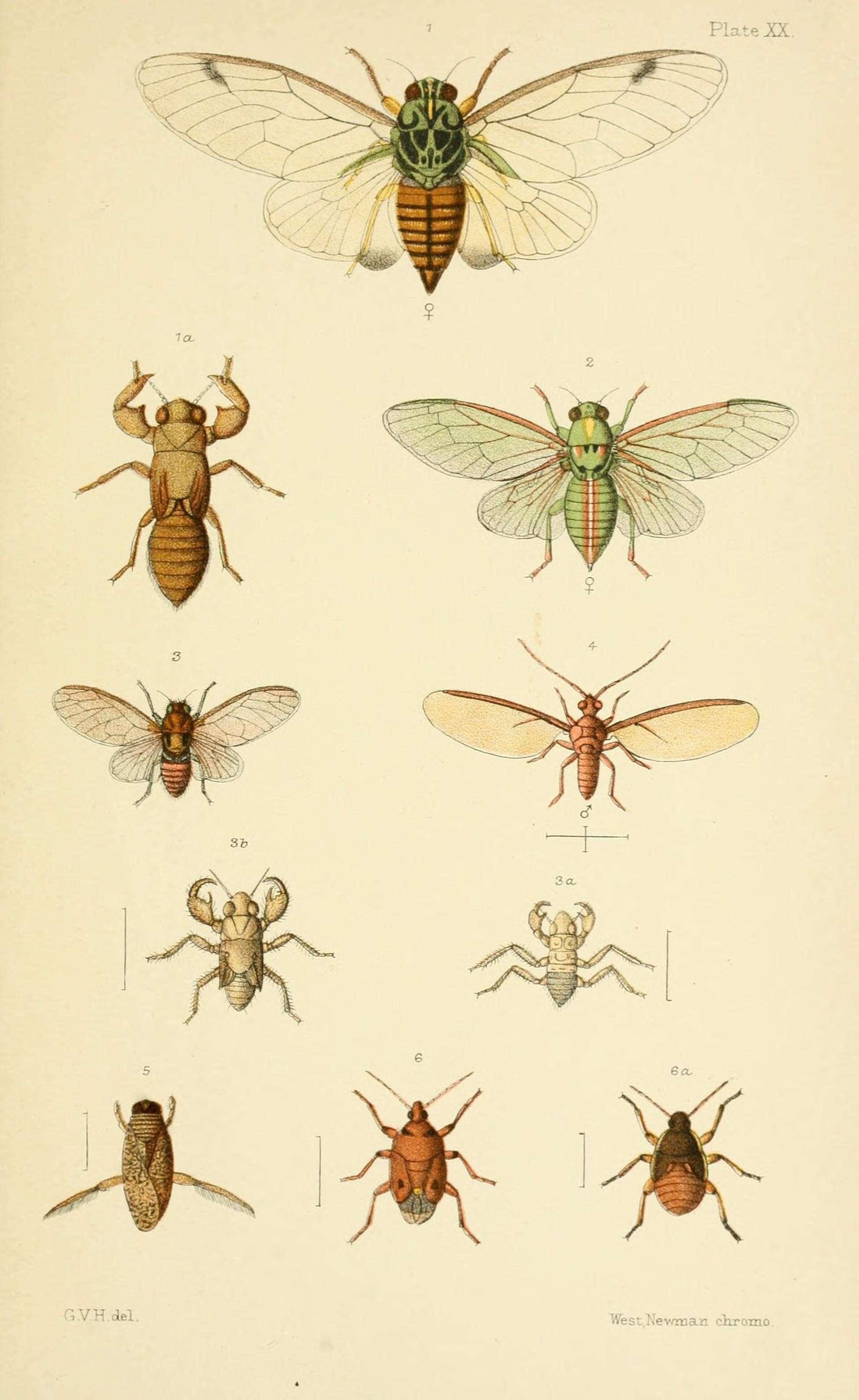 Plancia ëd Amphipsalta cingulata (Fabricius 1775)