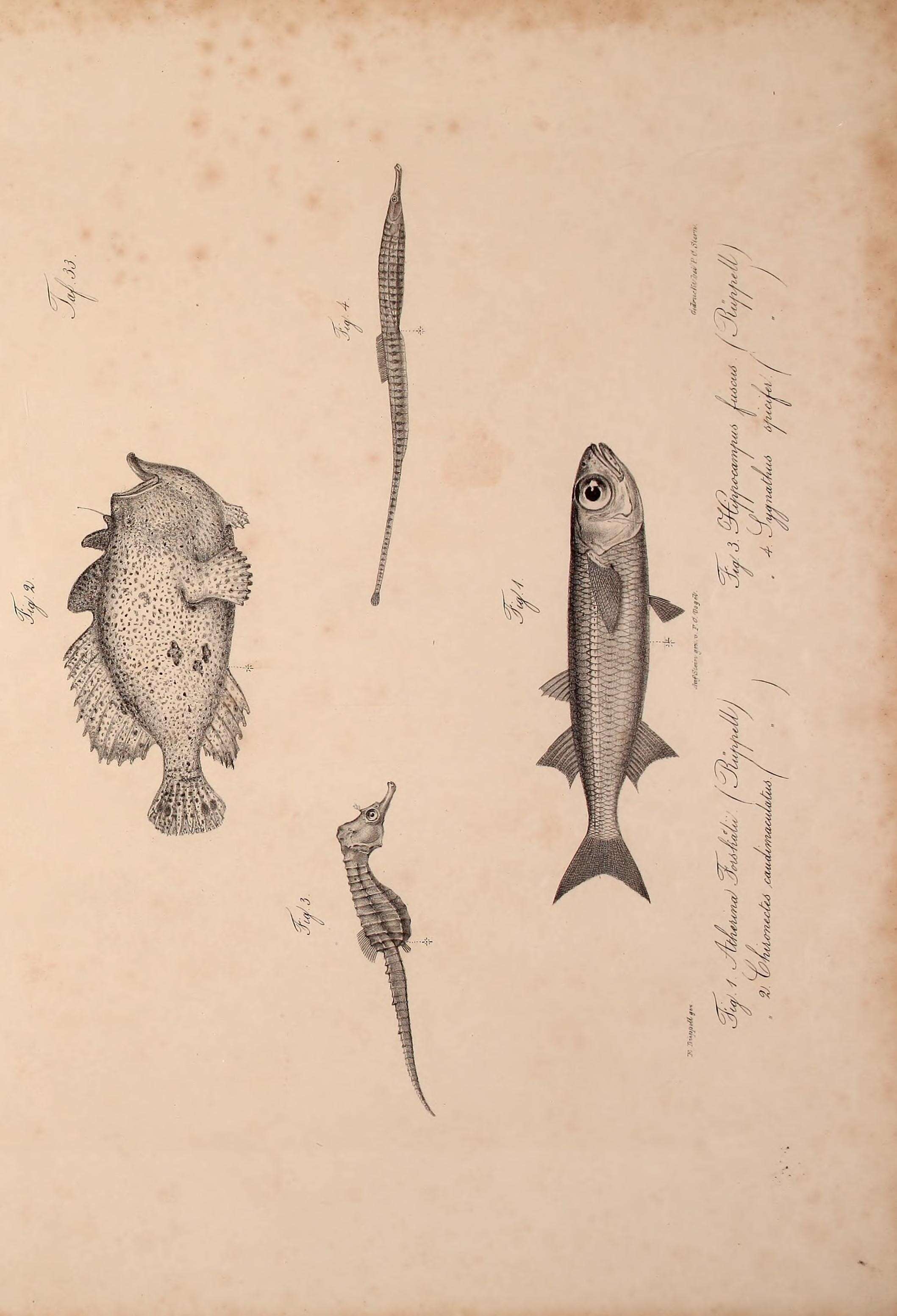 Image de Atherinomorus forskalii (Rüppell 1838)