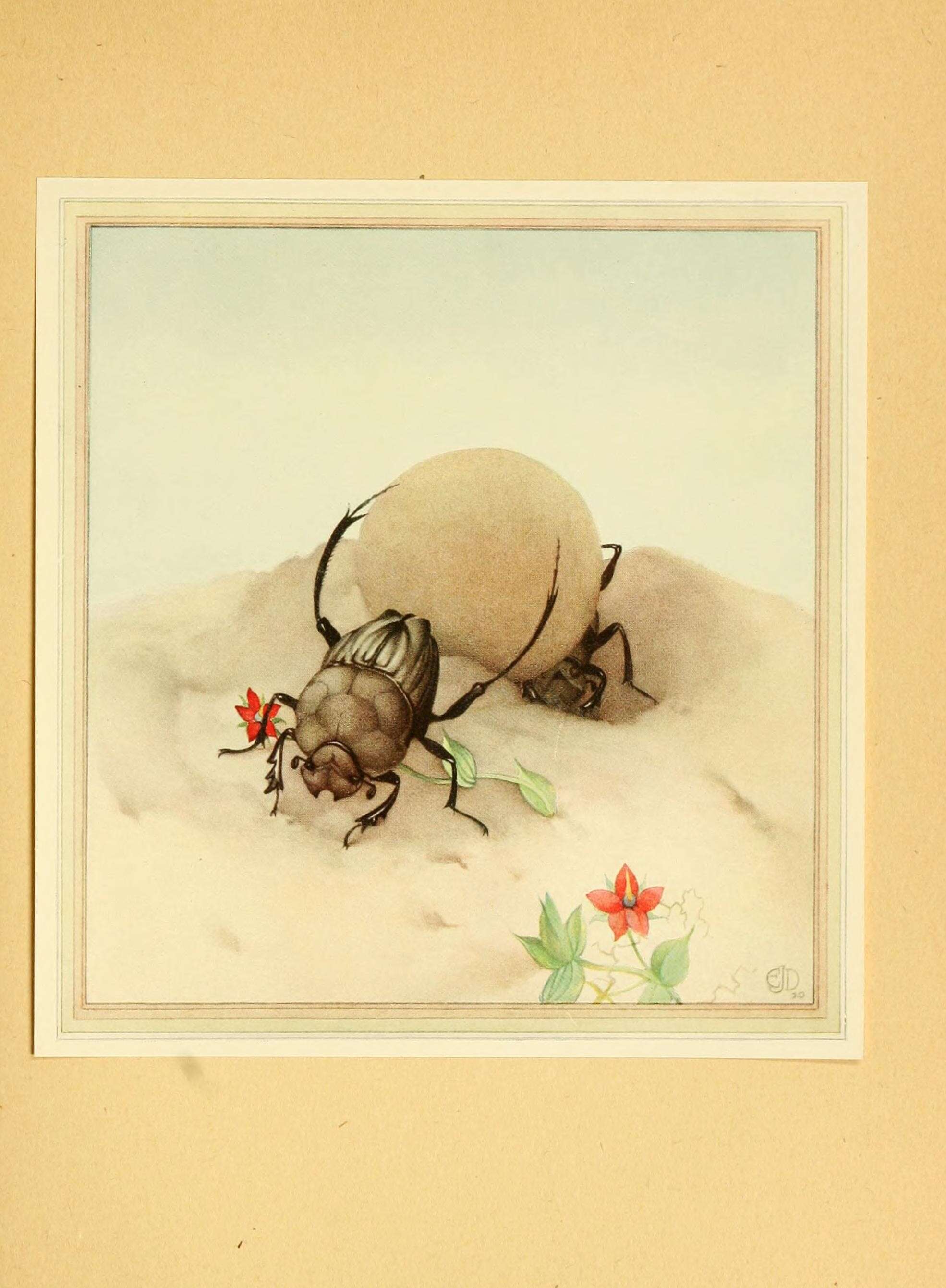 Image of Dung Beetle