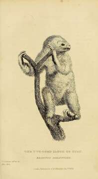 Image of two-toed sloths