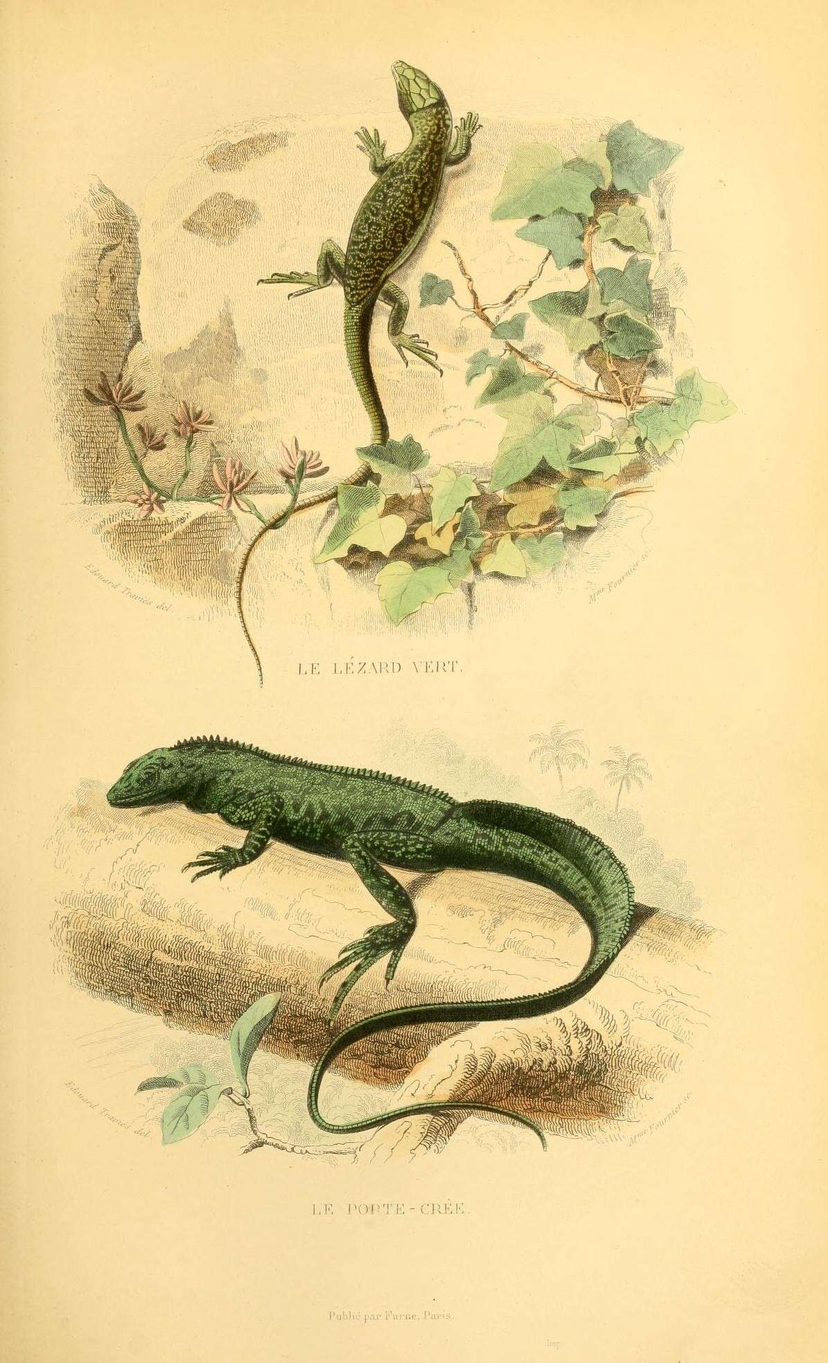 Image de Lezard ocelle