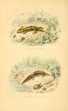 Image of Common Fire Salamander