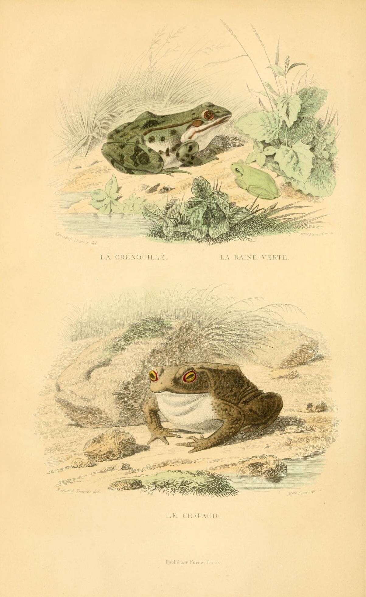 Plancia ëd Pelophylax Fitzinger 1843