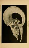 Image de Ovis canadensis mexicana Merriam 1901