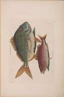 Image of Porkfish