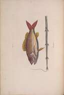 Image of Bream