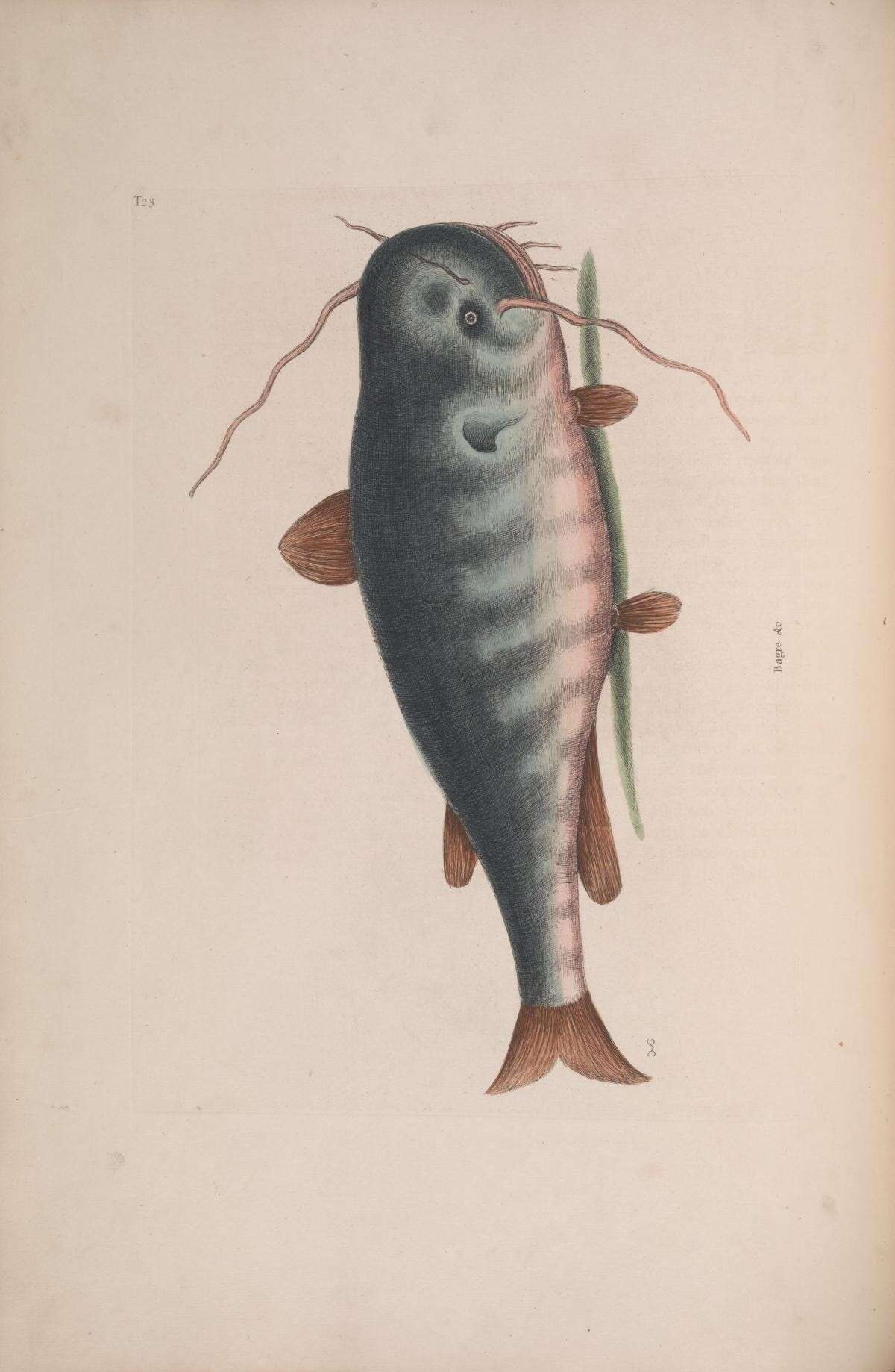 Image de Ameiurus catus (Linnaeus 1758)