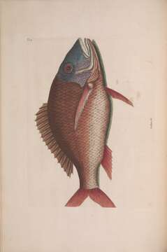 Image of Mutton Snapper