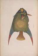 Image of Angelfish