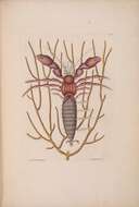 Image de Pterogorgia anceps (Pallas 1766)