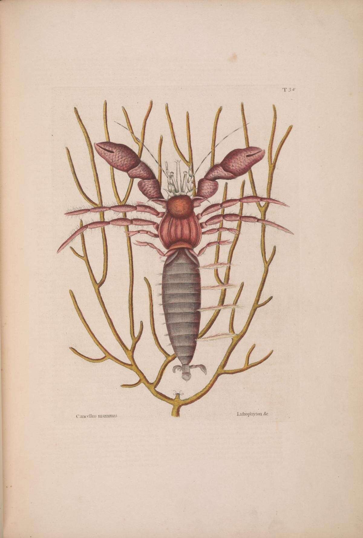 Image de Pterogorgia anceps (Pallas 1766)