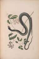 Image of eastern rat snake