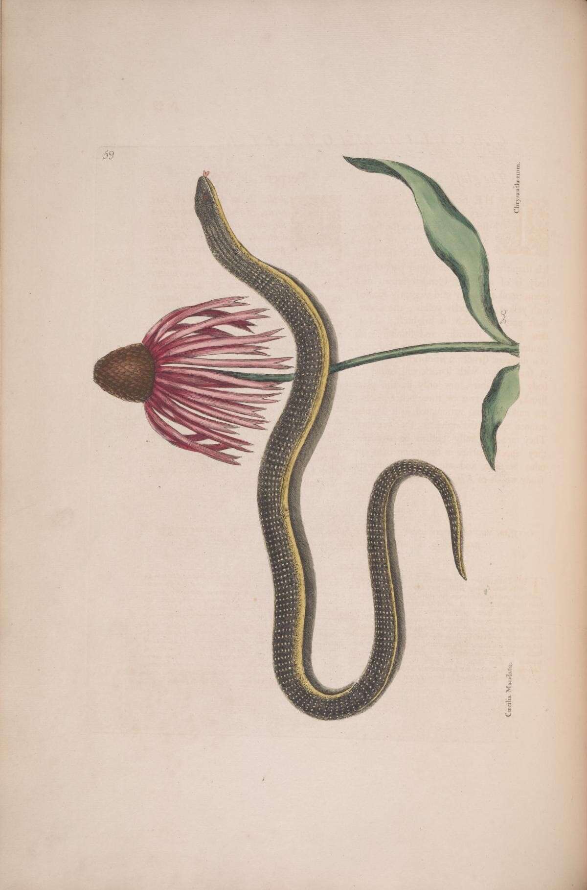 Image de Echinacea laevigata (C. L. Boynt. & Beadle) Blake