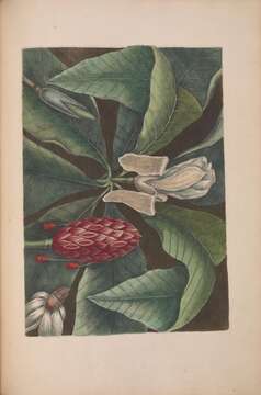 Image of Umbrella Magnolia