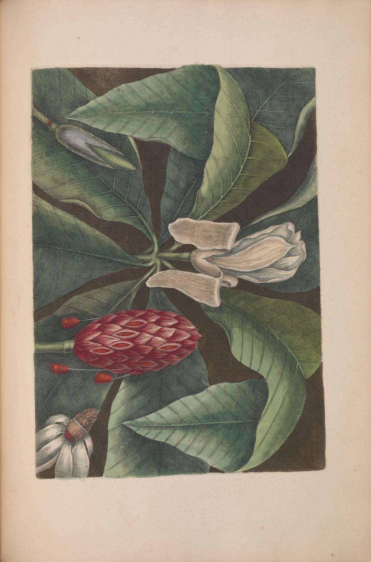 Imagem de Magnolia tripetala (L.) L.