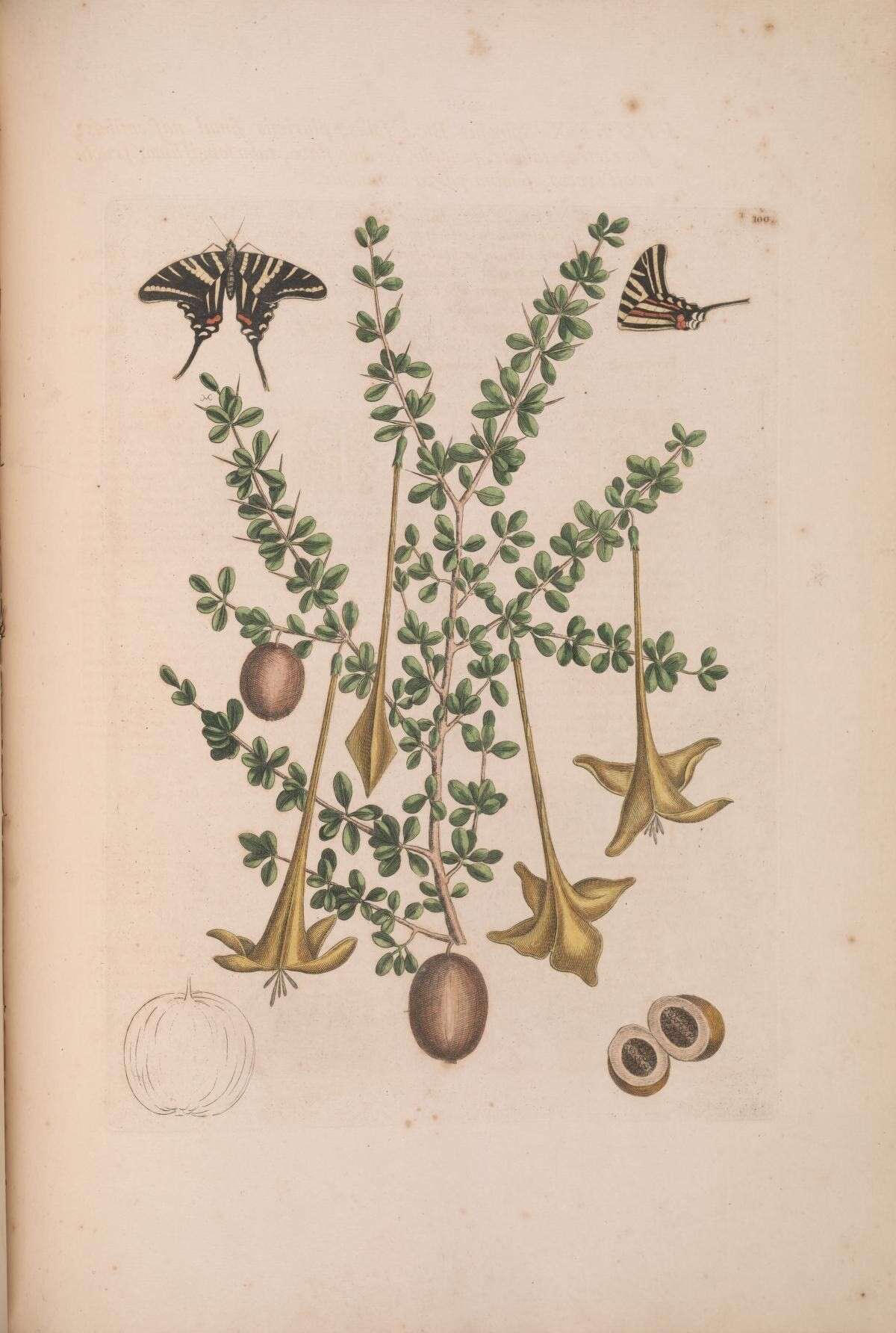 Sivun Protographium marcellus (Cramer (1777)) kuva