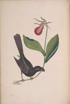 Imagem de Crotophaga Linnaeus 1758