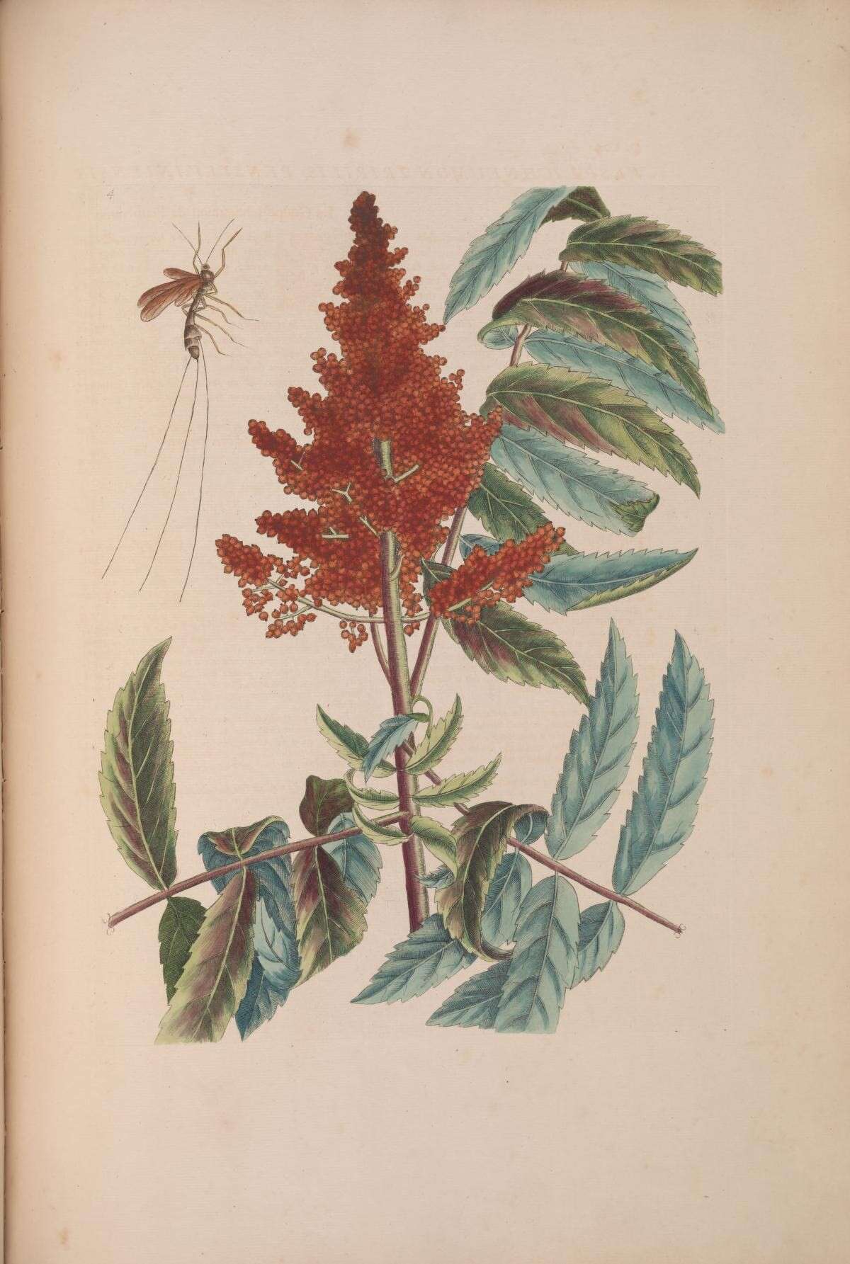 Image of Megarhyssa atrata (Fabricius 1781)