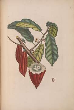 Image of cacao