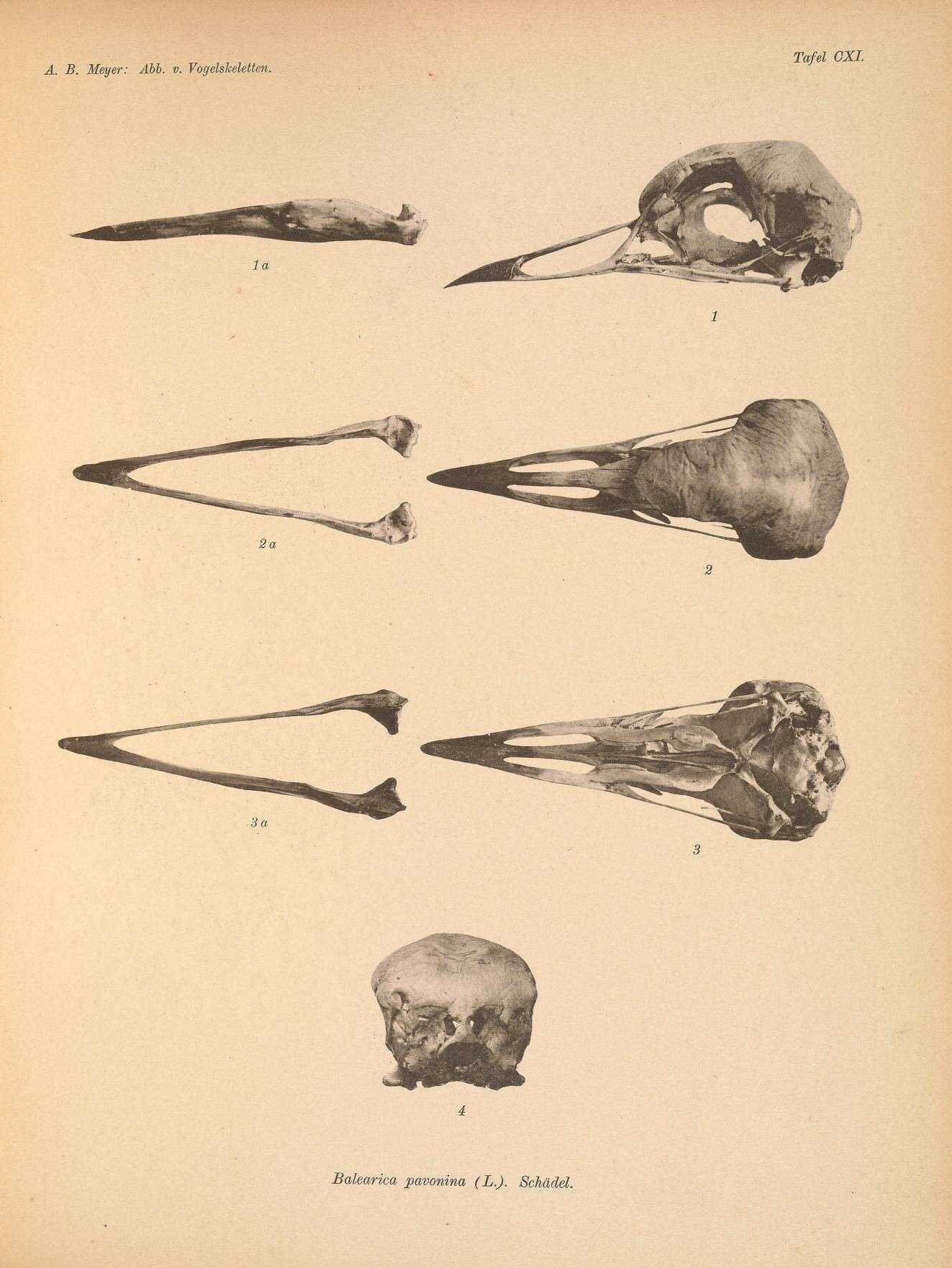 Imagem de Balearica pavonina (Linnaeus 1758)