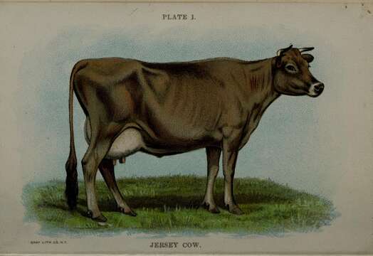 Image of Cow