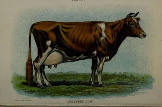 Image of Cow